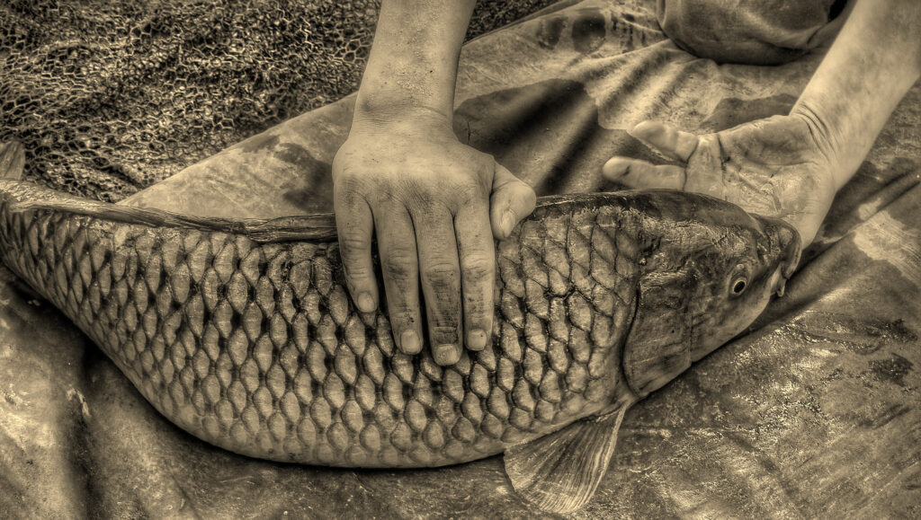 Уженье сазанов. Часть первая