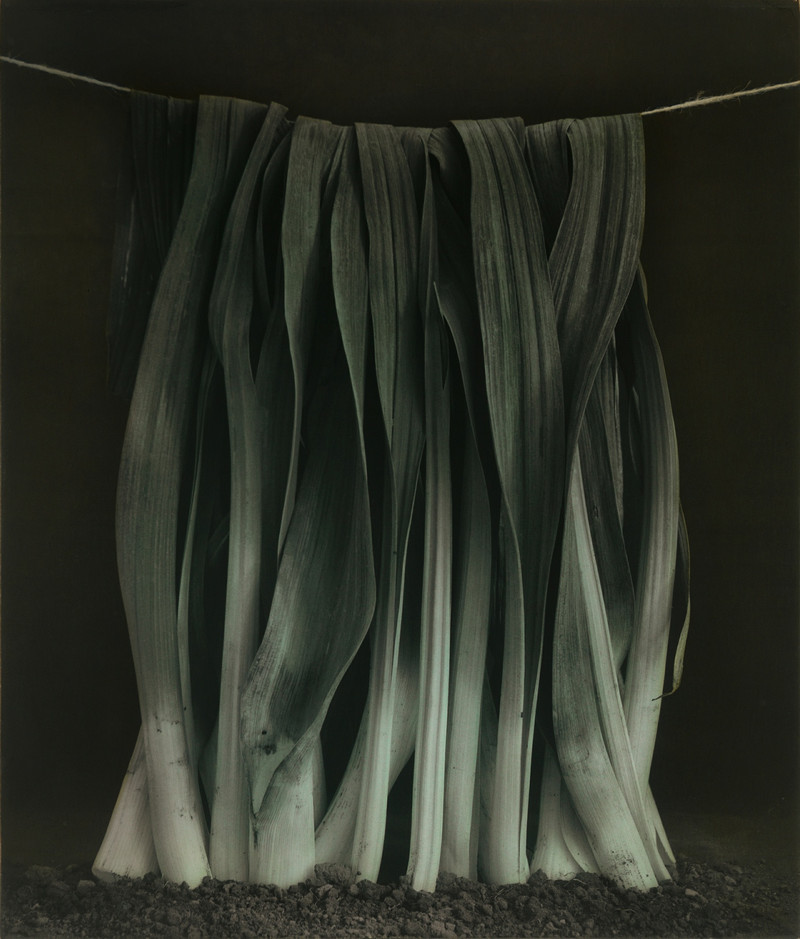 Как изящен кабачок! Удивительные натюрморты Ингара Краусса Как изящен кабачок! Удивительные натюрморты Ингара Краусса