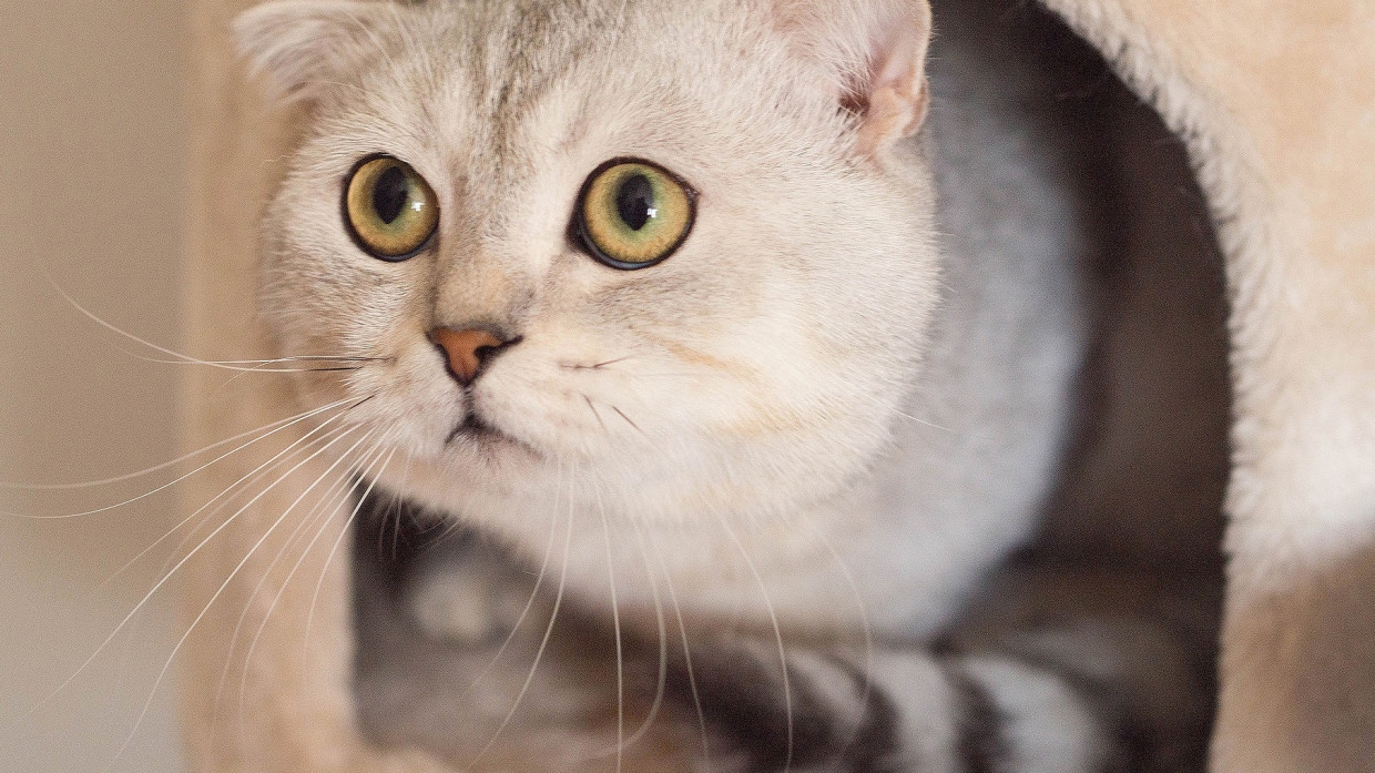 Долгое нахождение хозяина дома может довести кошек до стресса