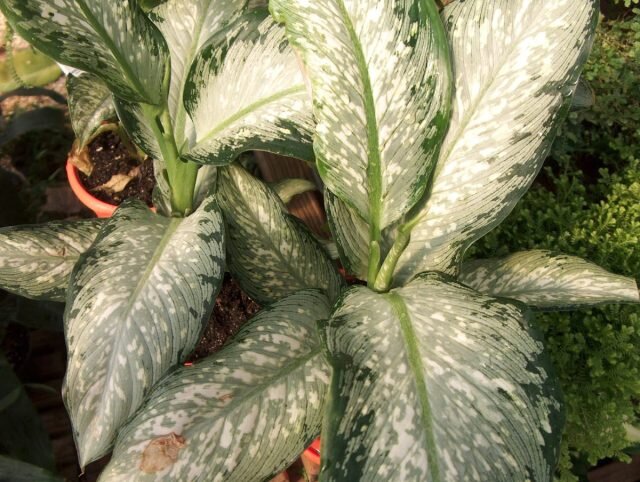 Диффенбахия «Тропикал Тики» (Dieffenbachia ‘Tropical Tiki’). © epicgardening  📷
