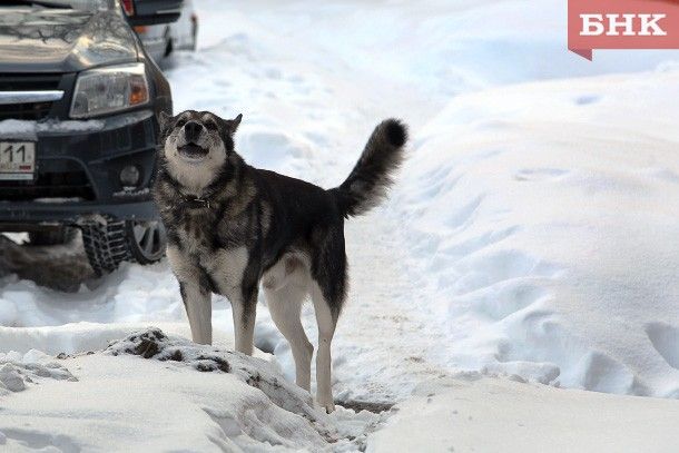 Ухтинцы собирают подписи для борьбы с бродячими собаками