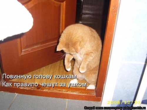 Лучшая котоматрица недели