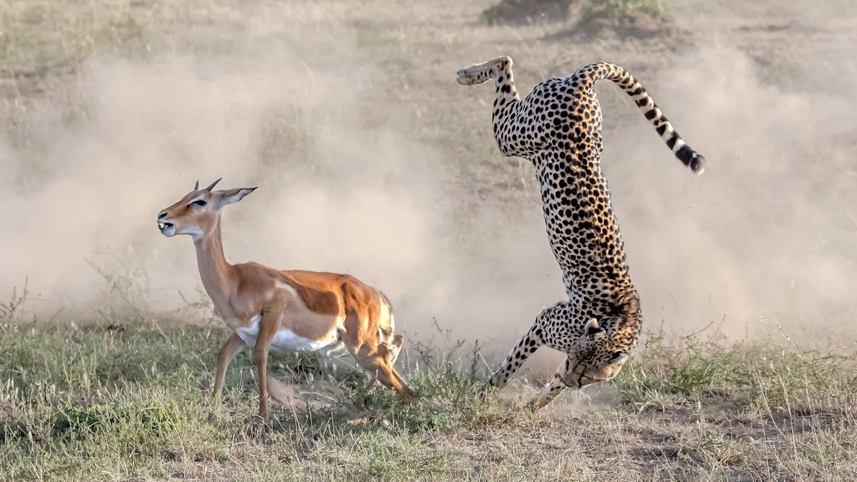 Впечатляющие кадры охоты гепарда на импалу животные