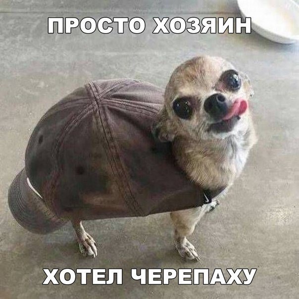 Подборка милых фотографий и забавных картинок с надписями из нашей жизни 