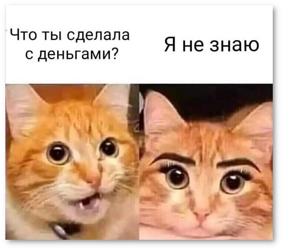 изображение: - Что ты сделала с деньгами? - Я не знаю #Котоматрицы