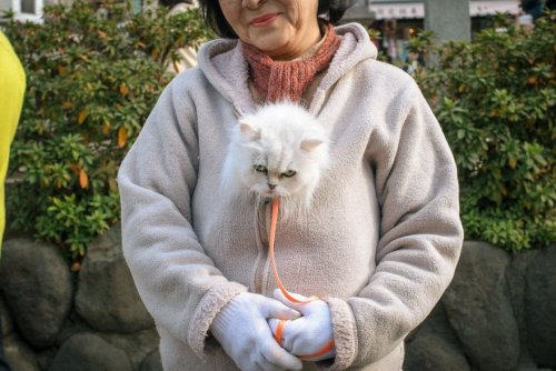 Причудливые и необычные моменты из жизни японцев в фотографиях Сина Ногути 