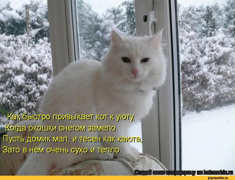 Снежок пришел. Белая кошка на окне. Кот снежок. Зимние белые котики. Кот на зимнем окне.