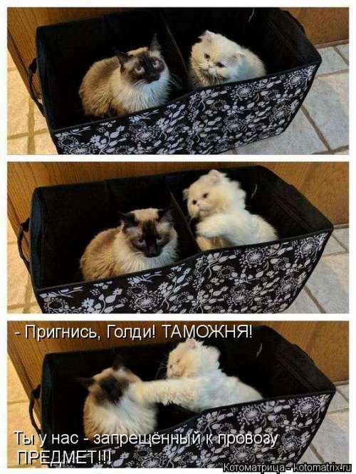 Лучшая котоматрица  