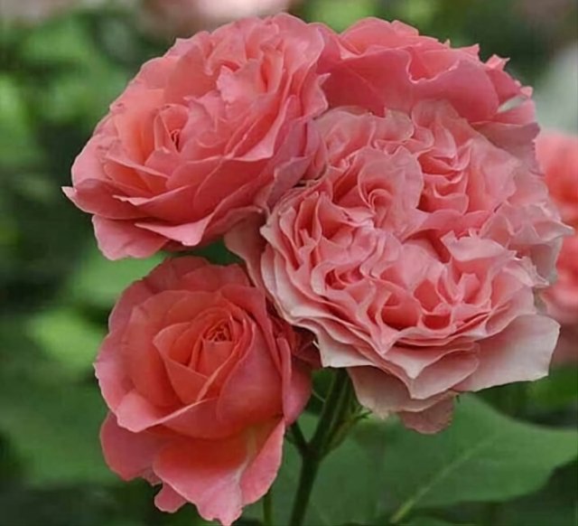 13 сортов японских роз – нежность и экзотика в вашем саду сад и огород,ул,Красная Дача [1246229],цветоводство