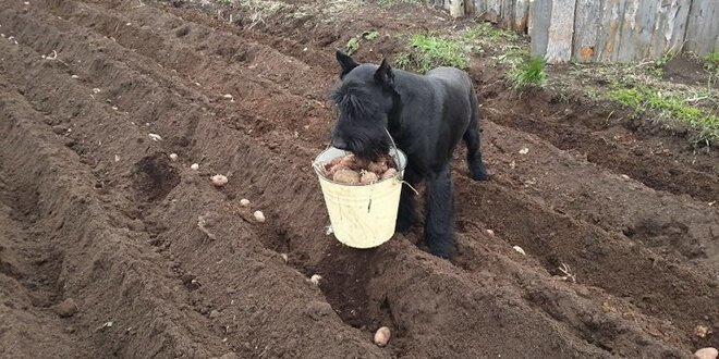 Дачный юмор 