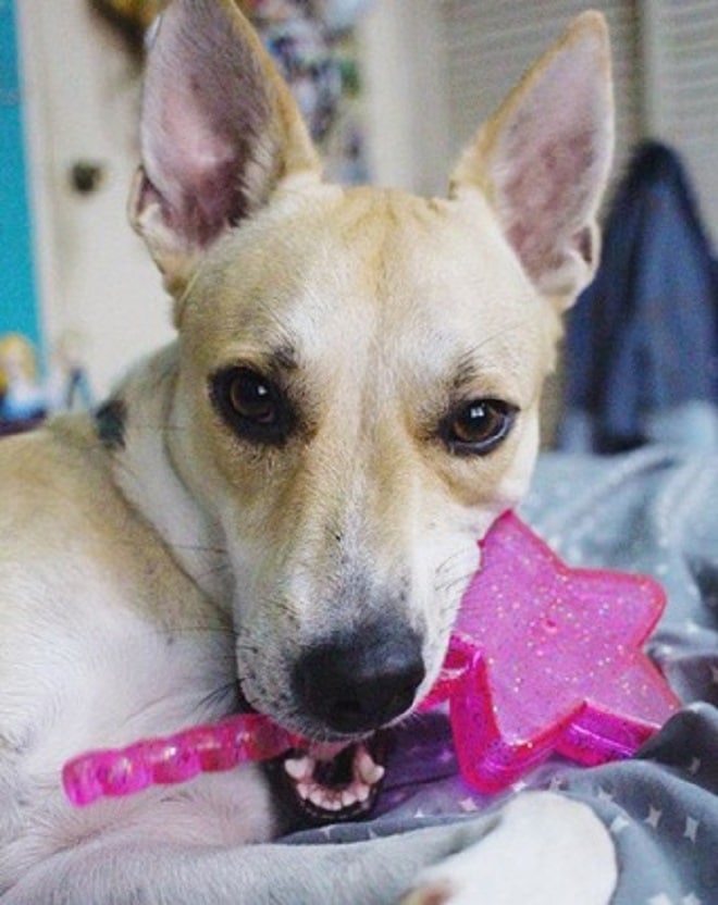 Собака и ишрушка