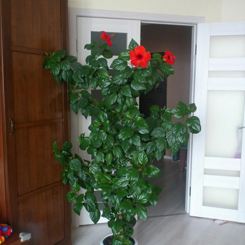 Озеленяемся: 15 самых больших комнатных растений Озеленяемся: 15 самых больших комнатных растений