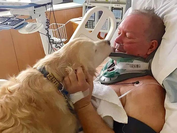 Собака спасла жизнь своему владельцу, пролежав на нём 24 часа на морозе в мире, добро, домашний питомец, животные, милота, собака, спасение