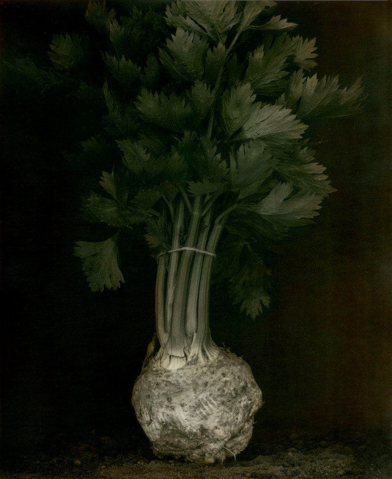 Как изящен кабачок! Удивительные натюрморты Ингара Краусса Как изящен кабачок! Удивительные натюрморты Ингара Краусса