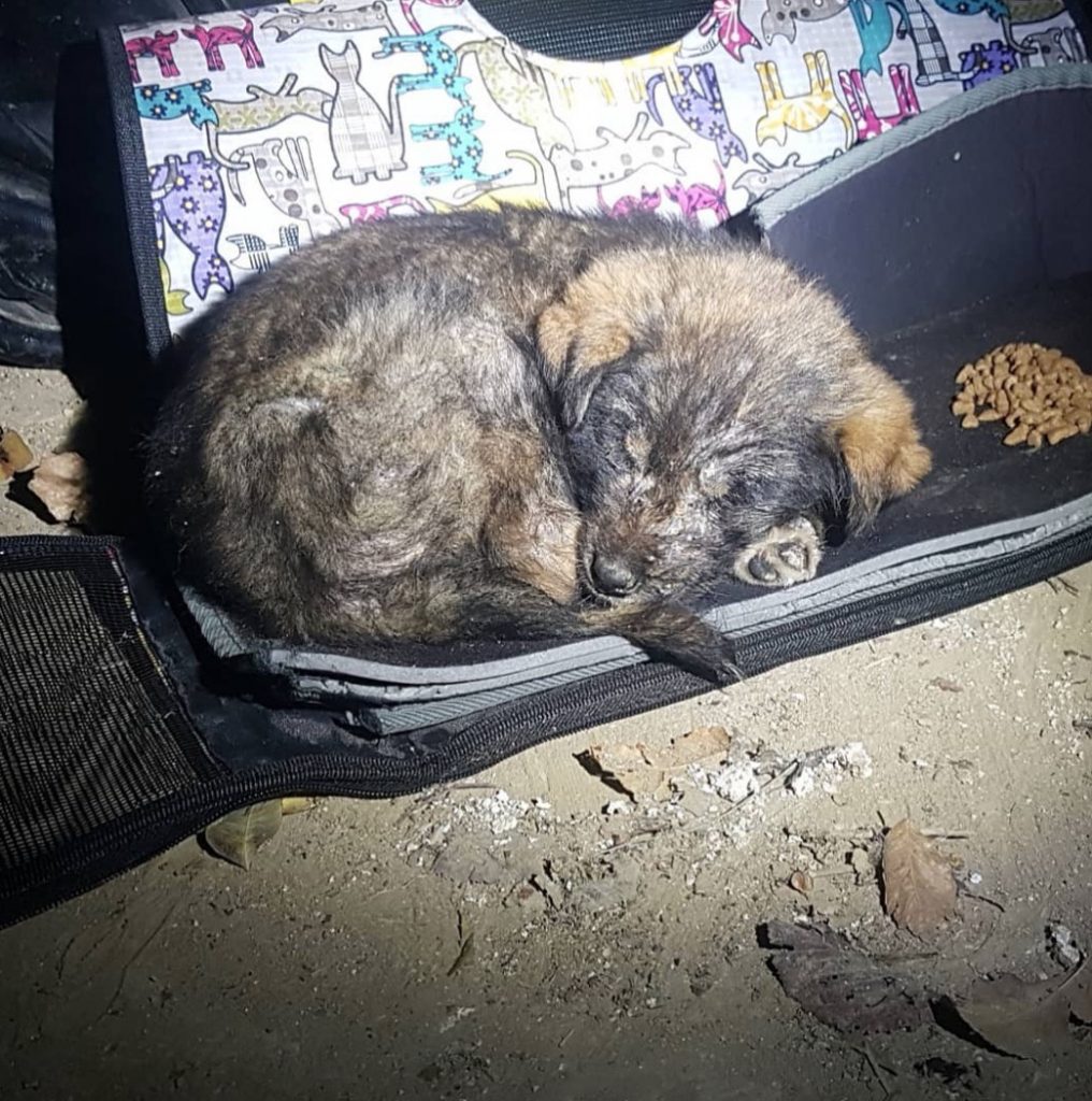 Шотландец уже год путешествует вокруг света с кошкой, которую нашел по дороге животные,кошки,отдых и туризм