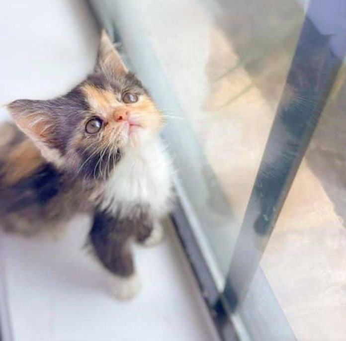Без кота и жизнь не та
