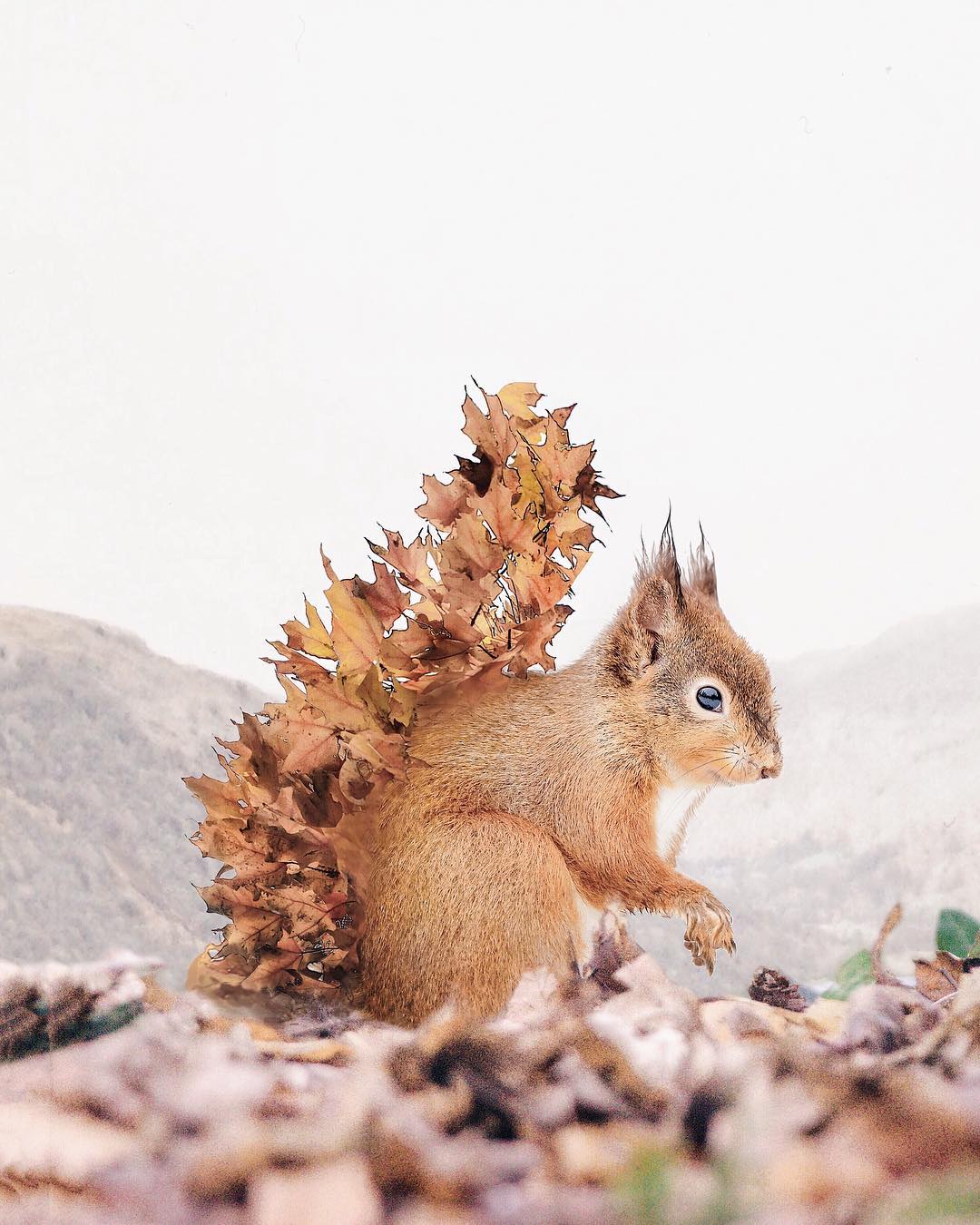 Луиза Азеведо и ее сказки Луиза Азеведо и ее сказки