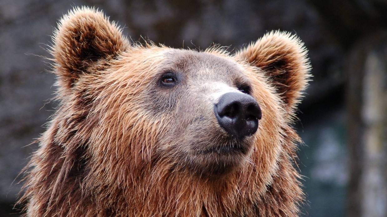 Медитирующий у моря медведь с Сахалина вдохновил пользователей соцсетей Общество