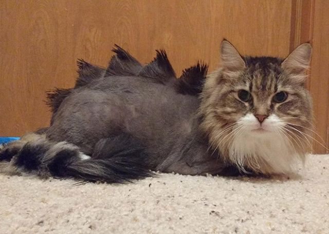 Когда хотел динозавра, но завел кота Когда хотел динозавра, но завел кота