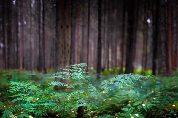 Дары леса набрать бесплатно не получится: теперь нужно встать на учет в налоговую