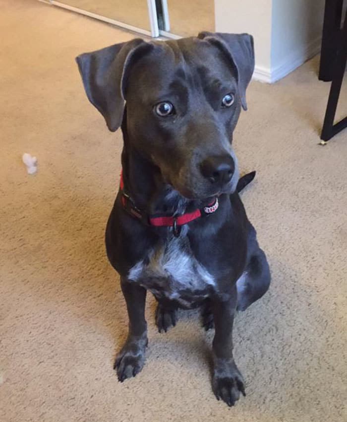 student-professor-dog-hurricane-irma-13