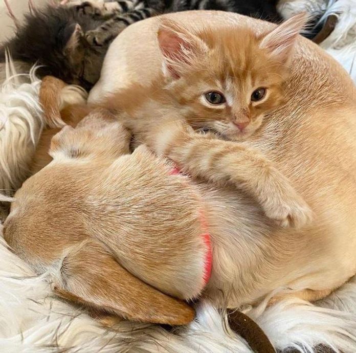 Без кота и жизнь не та