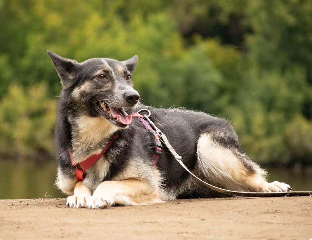 Собака Кэри улыбается