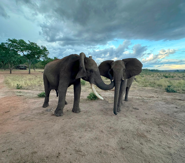 Слон Дома приветствует слониху Карибу