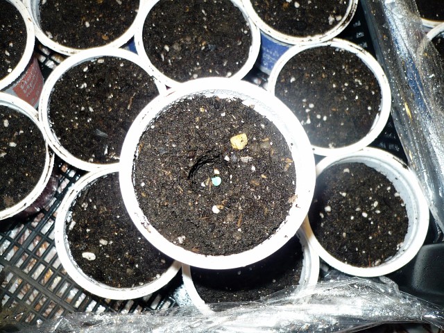 Как всходят семена баклажан. Первые всходы баклажан. Всходы перца после посева. Рассада баклажан 2 недели. Посадка баклажан в открытый грунт рассадой.