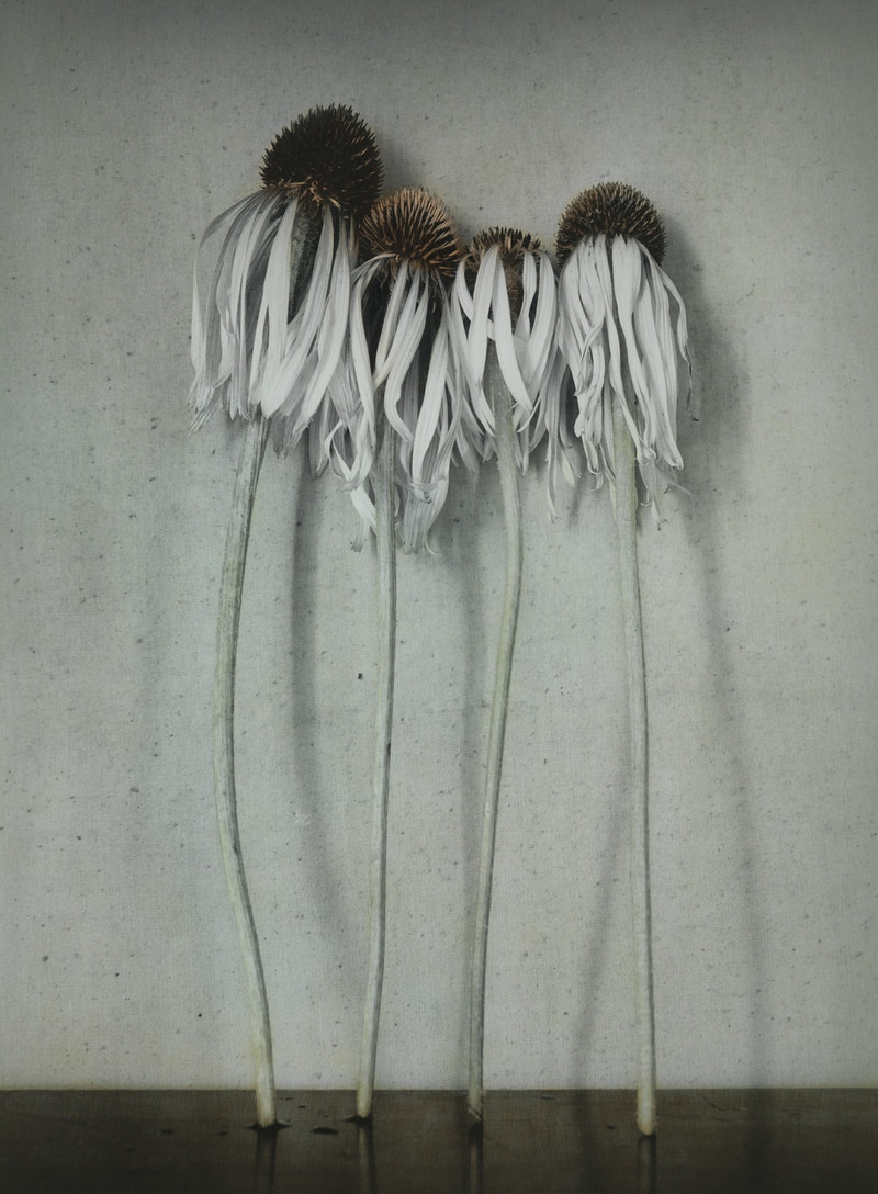 Как изящен кабачок! Удивительные натюрморты Ингара Краусса Как изящен кабачок! Удивительные натюрморты Ингара Краусса