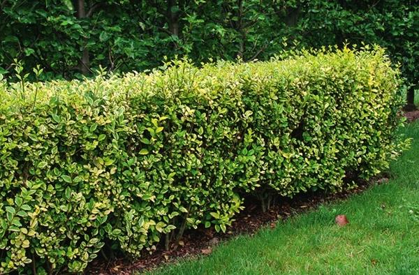 Бирючина (Ligustrum)