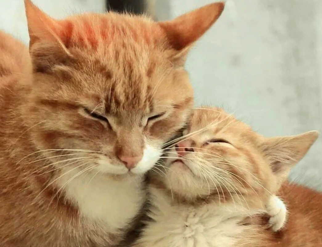 Скучают ли мамы кошки по своим котятам. Тайны кошачьего материнства