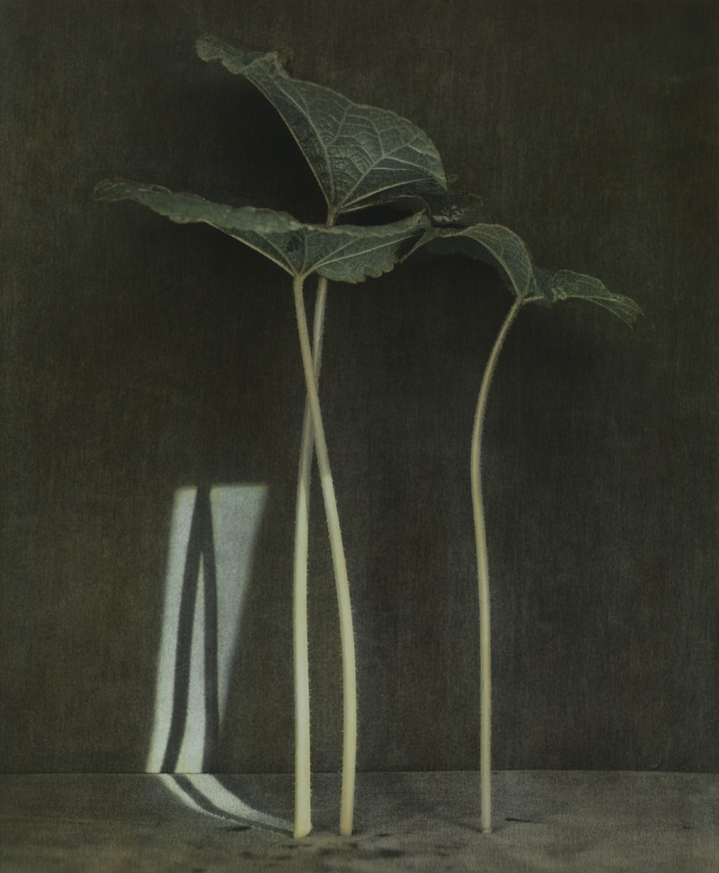 Как изящен кабачок! Удивительные натюрморты Ингара Краусса Как изящен кабачок! Удивительные натюрморты Ингара Краусса