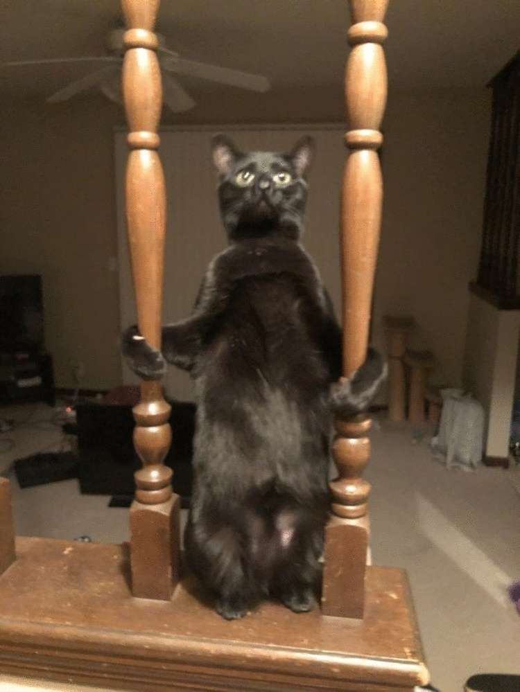 Подборка забавных фото котиков, которые ведут себя странно Подборка забавных фото котиков, которые ведут себя странно