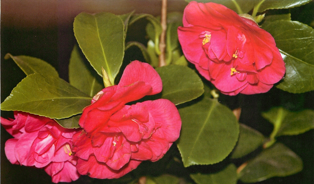 Какие цветы можно и нужно держать у себя дома: фото и названия растений Какие цветы можно и нужно держать у себя дома: фото и названия растений полезные советы,разное