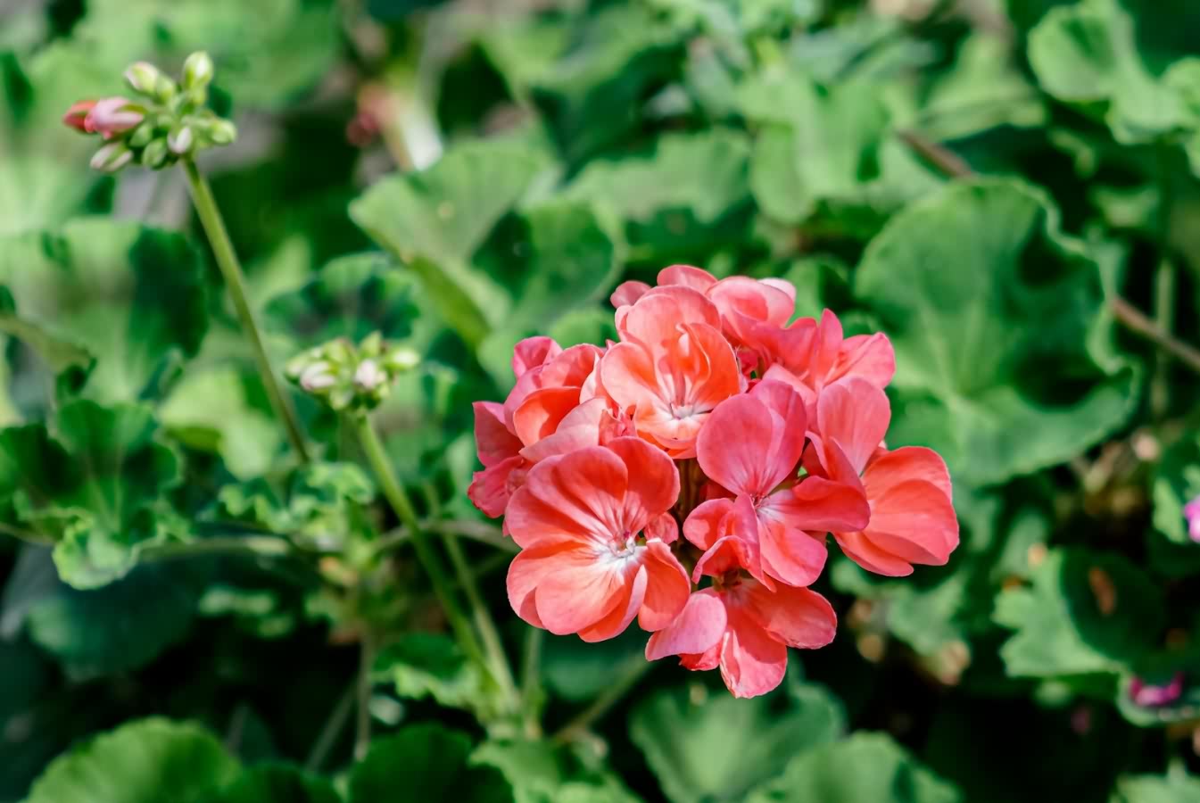 pelargonia