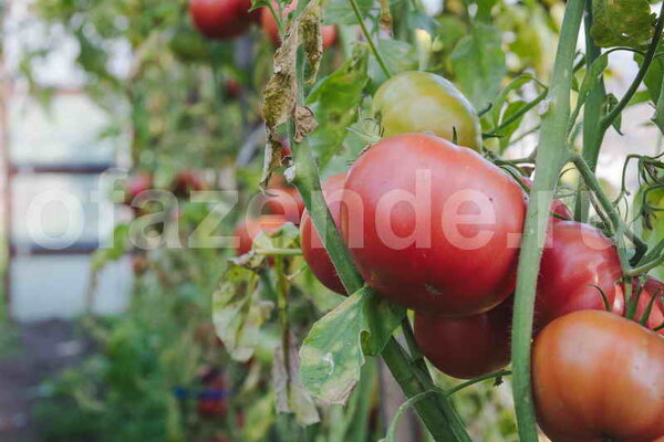 Выращивание томатов. Иллюстрация для статьи используется по стандартной лицензии ©ofazende.ru