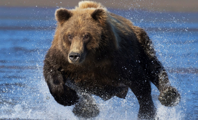 Почему не получиться убежать от медведя: водитель заснял, как зверь весом в 200 килограммов бежит со скоростью автомобиля