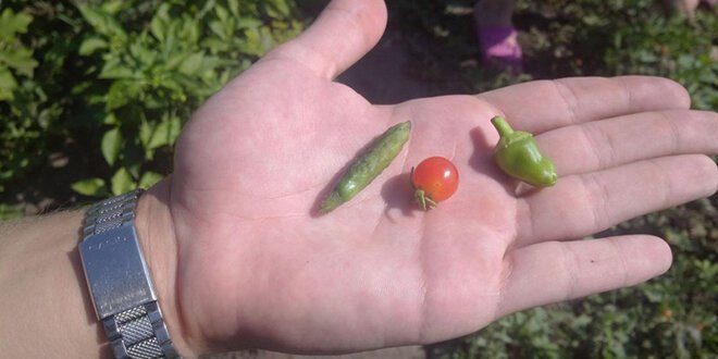 Дачный юмор 