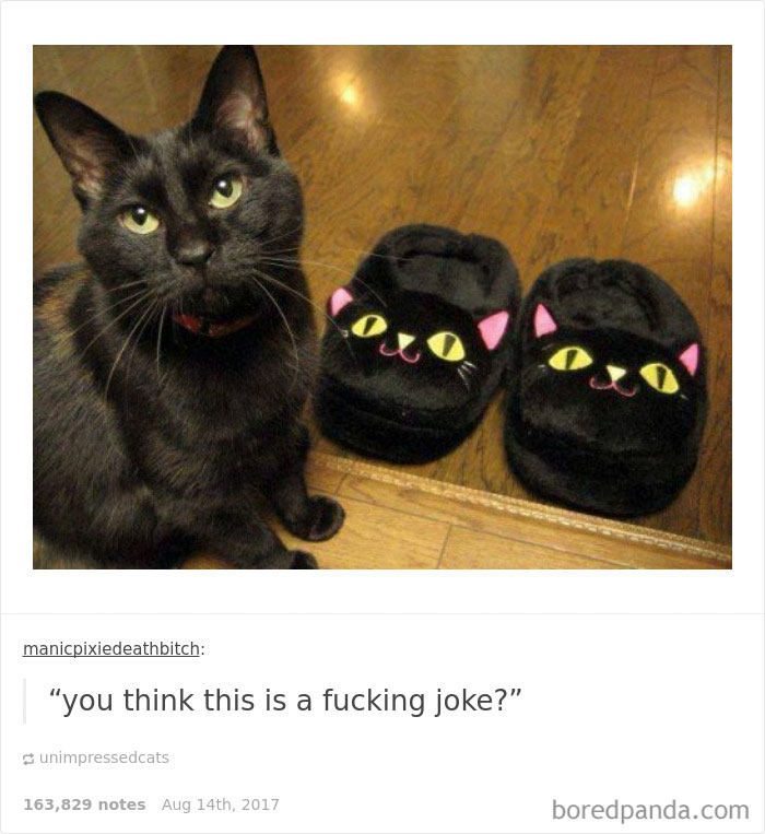 Funny-cat-pics-tumblr