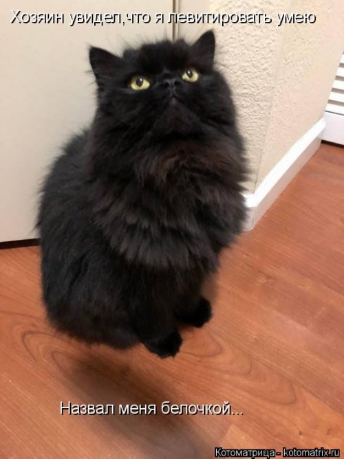 Лучшая котоматрица недели