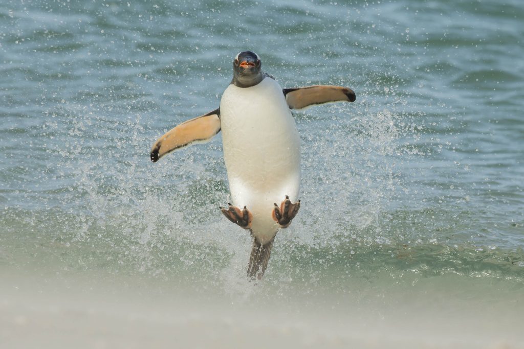 От белки до пингвина: 18 забавных фото, на которых запечатлены животные в прыжке могут, способ, грызуны, прыгуны, животных, используют, умение, Например, лучший, правда, только, делают, например, чтобы, время, прыгают, танцуя, словно, Ученые, прыжка