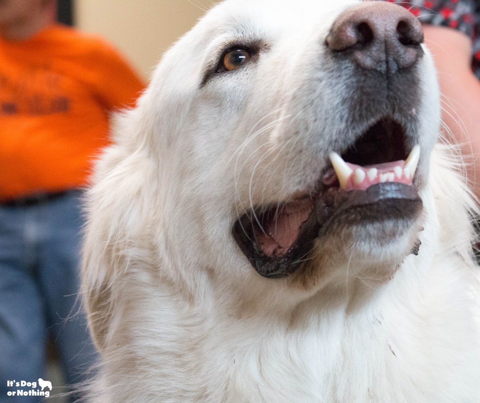 Ever wonder what it would be like to be in a room full of Great Pyrenees floof? Don't worry - we have plenty of pictures for you!