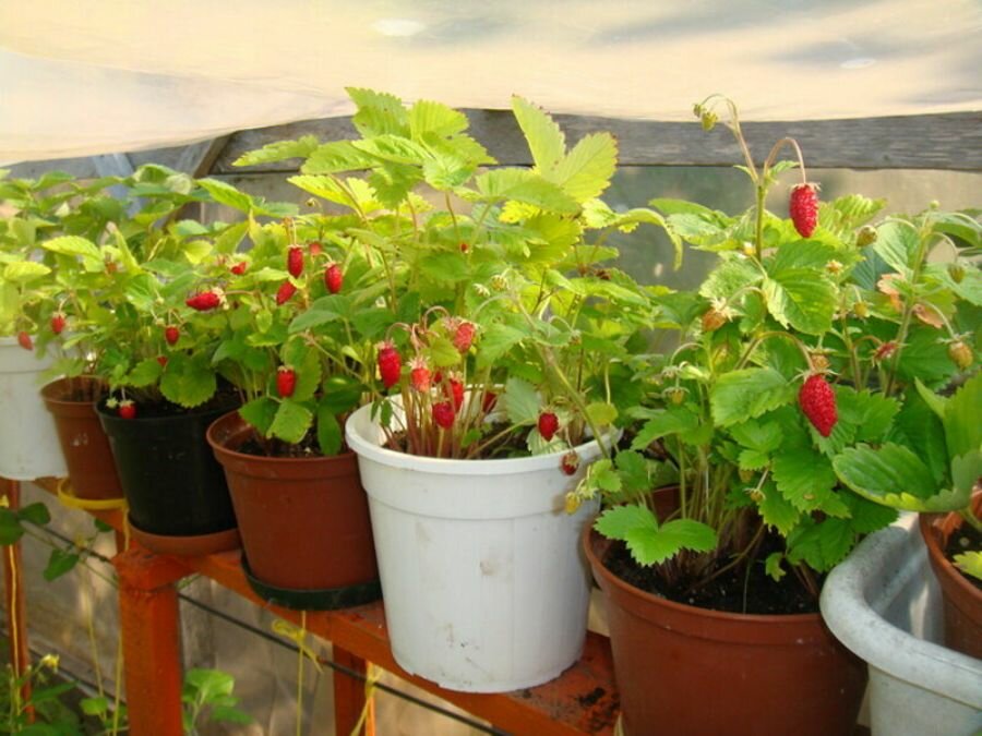 6 видов полезных ягод, которые можно вырастить на подоконнике в своей квартире подоконнике, можно, выращивать, ягода, которую, много, поливе, нуждается, содержащая, умеренном, чтобы, почва, требует, хорошем, освещении, витаминов, периодически, использовать, лучше, избежать