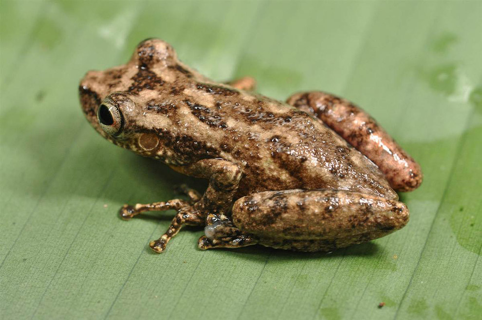 Это квакша — один из шести новых видов лягушек, обнаруженных учеными на Суринаме