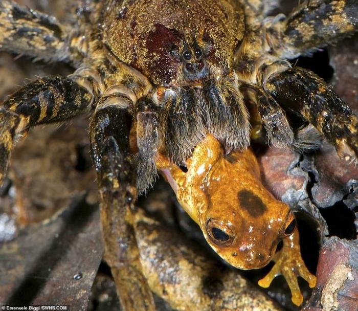Огромные амазонские пауки едят лягушек, змей и даже опоссумов -7 фото + видео-