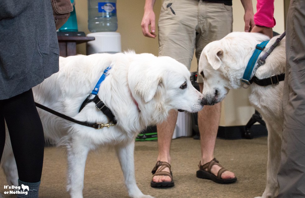 Ever wonder what it would be like to be in a room full of Great Pyrenees floof? Don't worry - we have plenty of pictures for you!