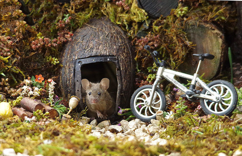 Фотограф обнаружил семью мышей в своем саду и построил для них мини-деревню