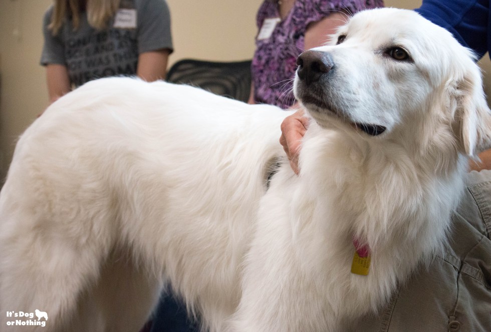 Ever wonder what it would be like to be in a room full of Great Pyrenees floof? Don't worry - we have plenty of pictures for you!