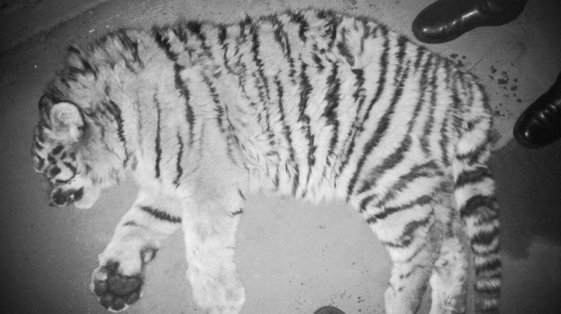 Поезд насмерть сбил тигренка в Хабаровском крае 